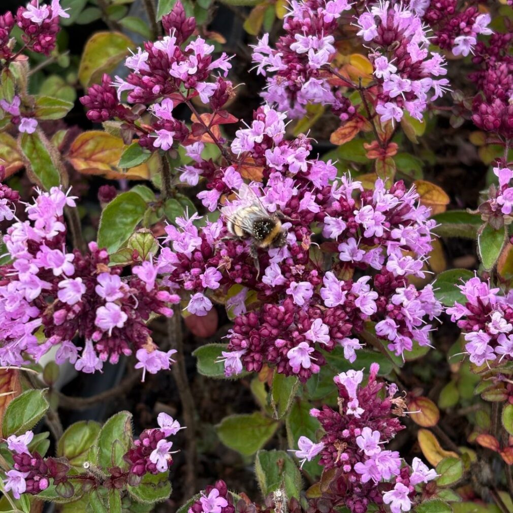 Origanum laevigatum 'Rosenkuppel' (Marjolein)