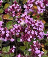 Origanum laevigatum 'Rosenkuppel' (Marjolein)