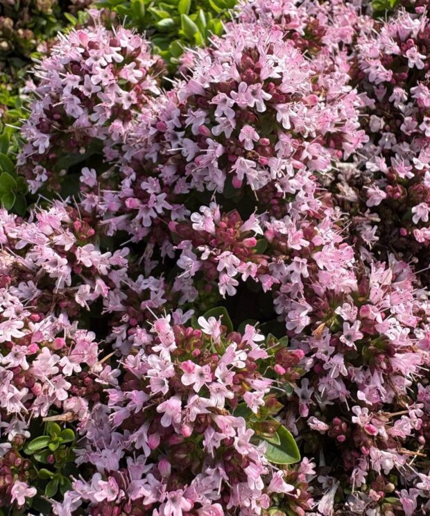Origanum vulgare 'Compactum' (Marjolein)