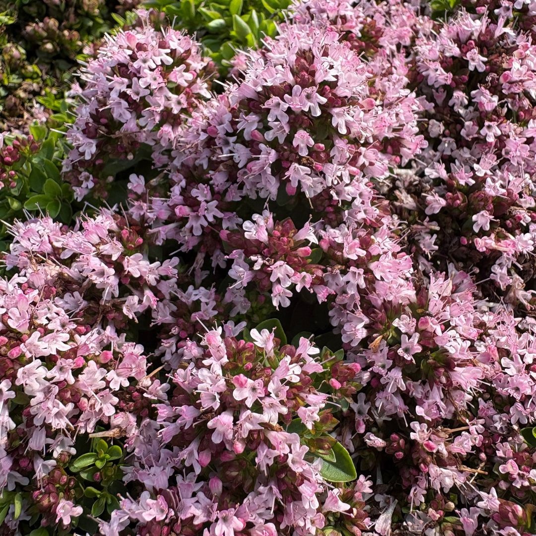 Origanum vulgare 'Compactum' (Marjolein)