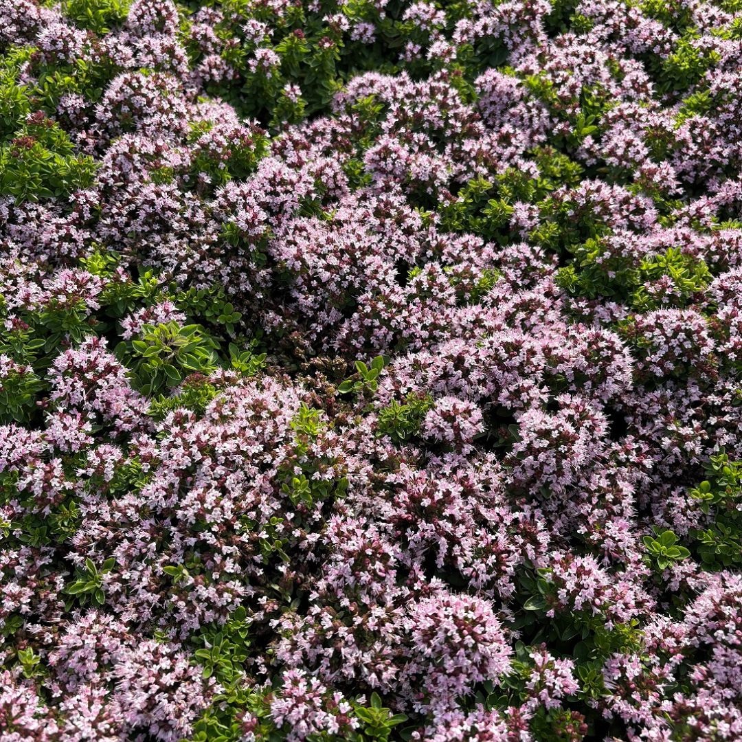Origanum vulgare 'Compactum' (Marjolein)