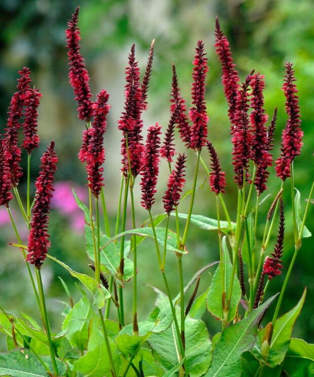 Persicaria amplexicaulis 'Blackfield' (Duizendknoop)