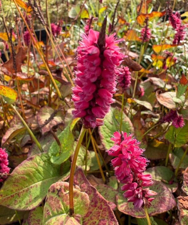 Persicaria amplexicaulis 'Lisan' (Duizendknoop)