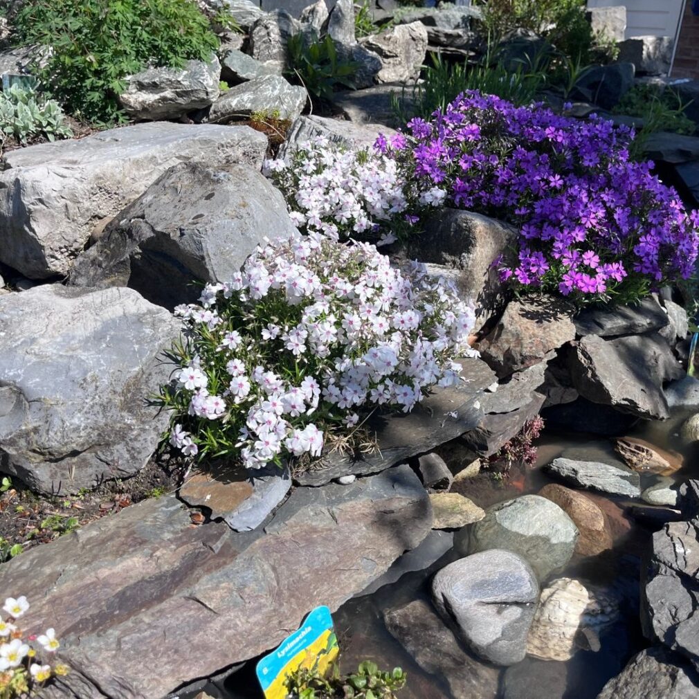 Phlox subulata 'Amazing Grace' (Vlambloem)