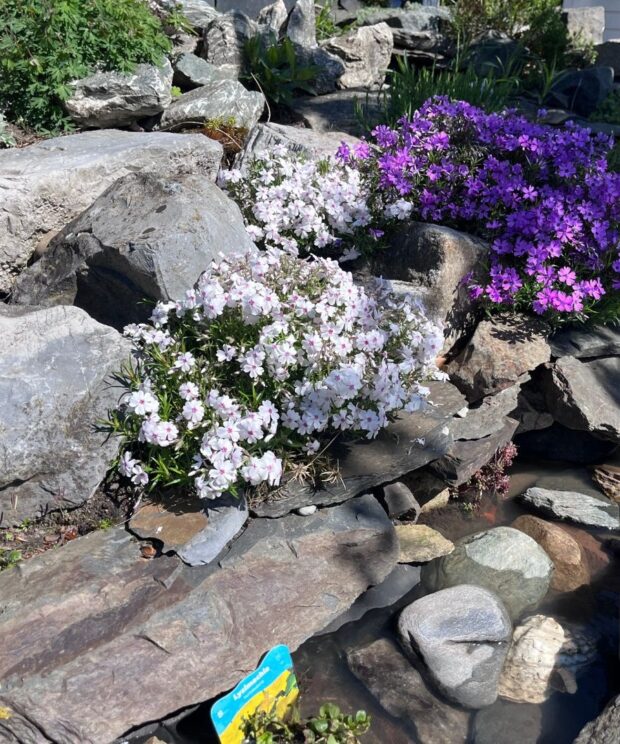 Phlox subulata 'Amazing Grace' (Vlambloem)