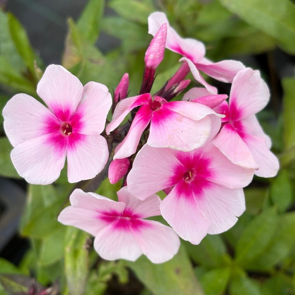 Phlox paniculata 'Bright Eyes' (Vlambloem)