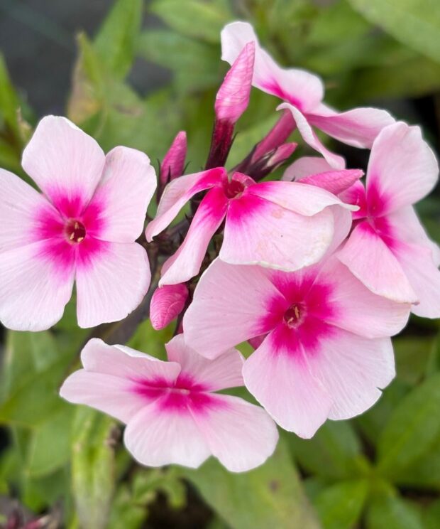 Phlox paniculata 'Bright Eyes' (Vlambloem)