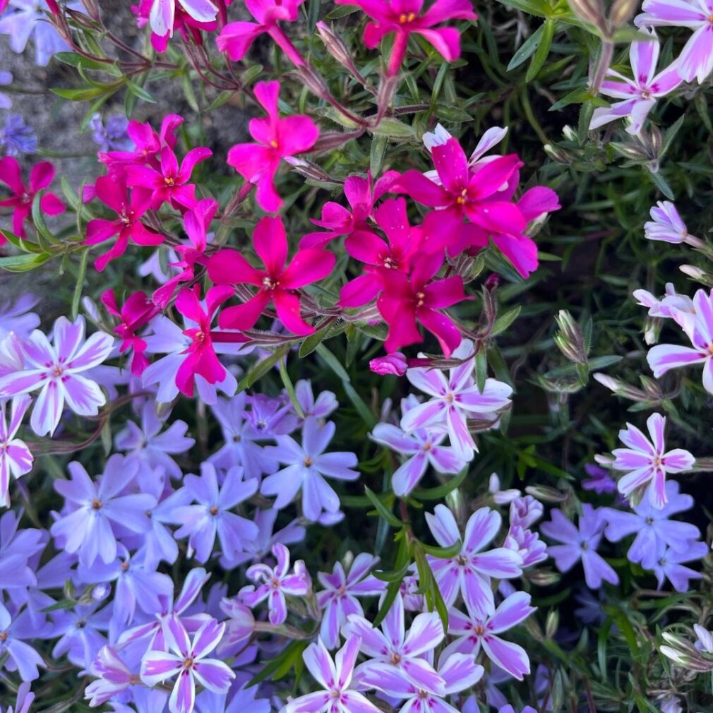 Phlox subulata 'Candy Stripes' (Vlambloem)