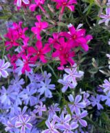 Phlox subulata 'Candy Stripes' (Vlambloem)