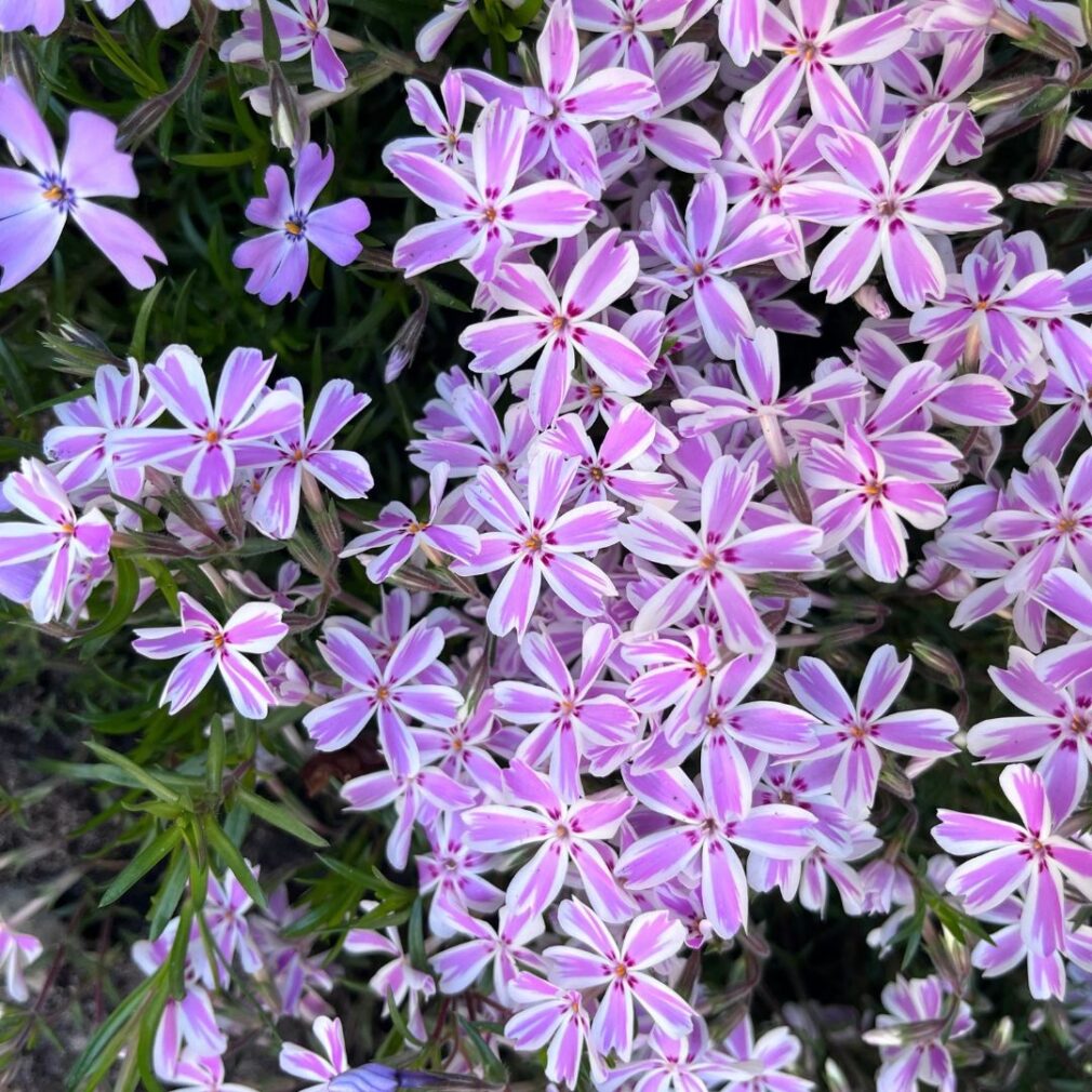 Phlox subulata 'Candy Stripes' (Vlambloem)