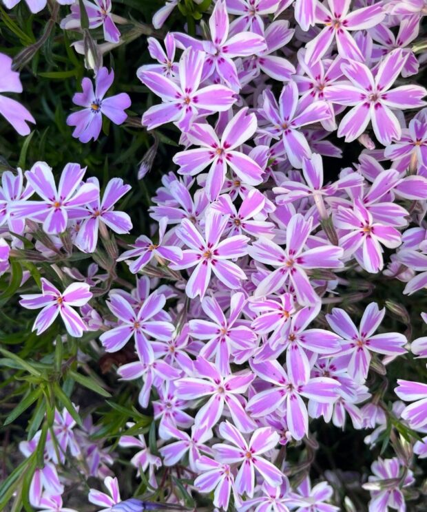 Phlox subulata 'Candy Stripes' (Vlambloem)