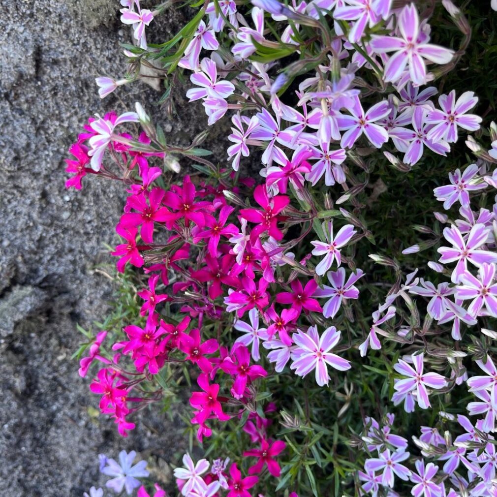 Phlox subulata 'Candy Stripes' (Vlambloem)