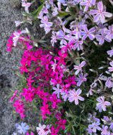 Phlox subulata 'Candy Stripes' (Vlambloem)