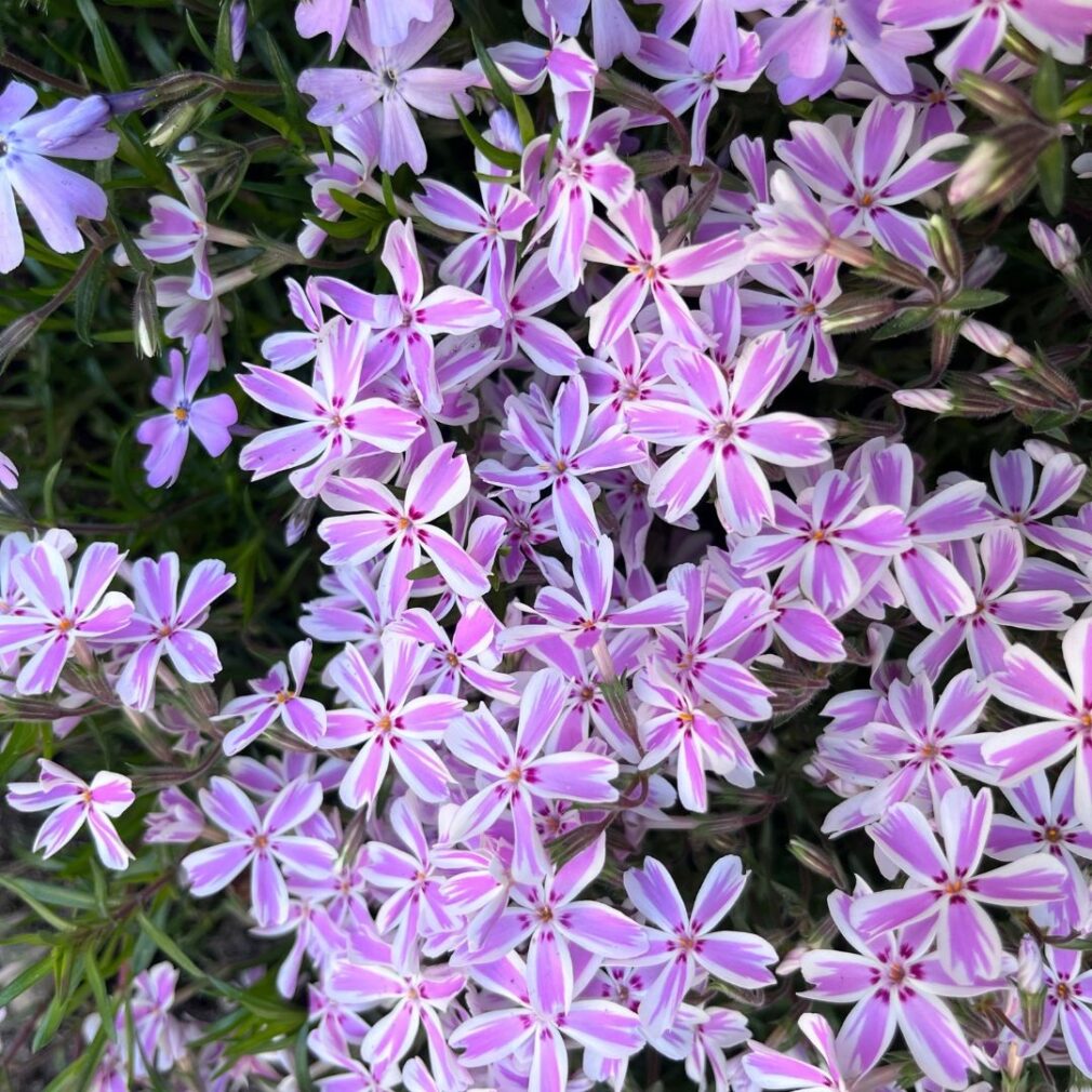 Phlox subulata 'Candy Stripes' (Vlambloem)