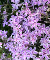 Phlox subulata 'Candy Stripes' (Vlambloem)