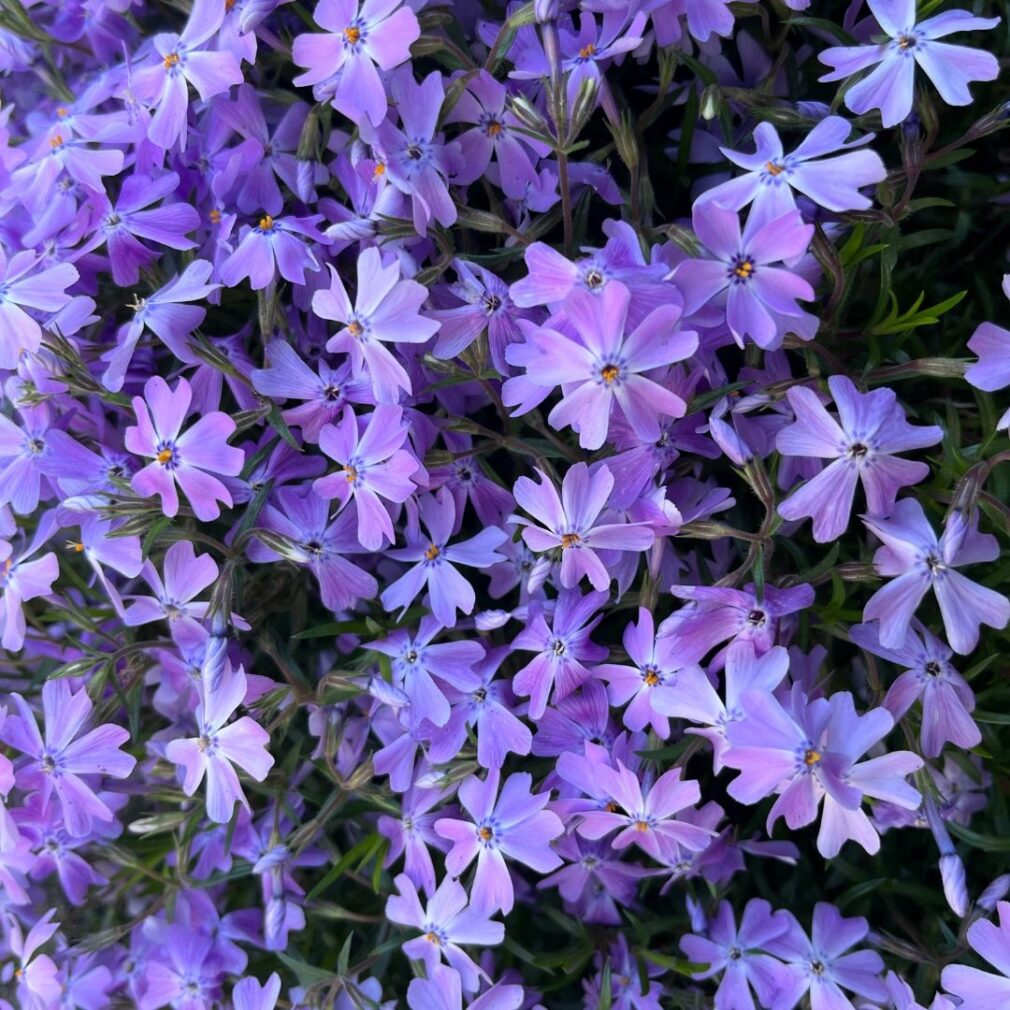 Phlox subulata 'Emerald Cushion Blue' (Vlambloem)