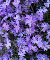 Phlox subulata 'Emerald Cushion Blue' (Vlambloem)