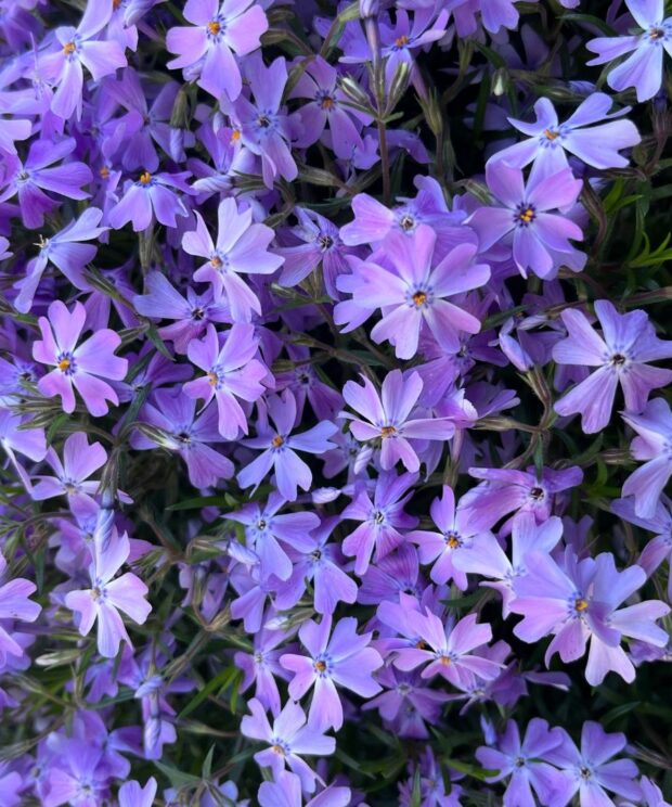 Phlox subulata 'Emerald Cushion Blue' (Vlambloem)