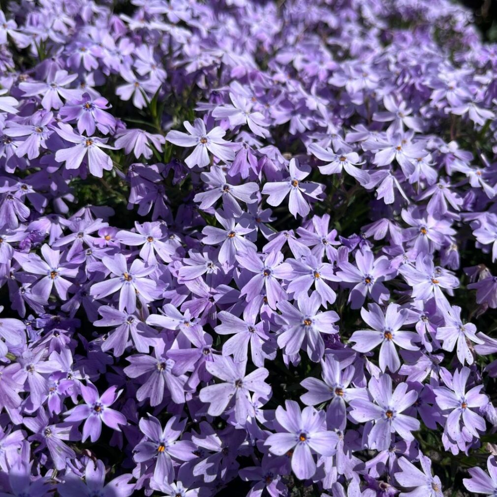 Phlox subulata 'Emerald Cushion Blue' (Vlambloem)