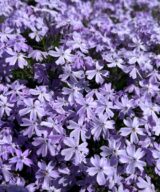 Phlox subulata 'Emerald Cushion Blue' (Vlambloem)