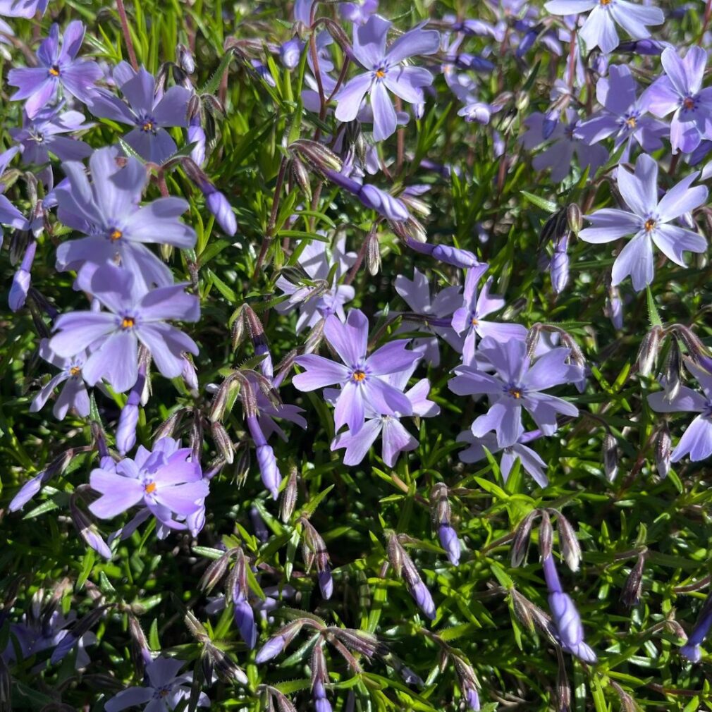 Phlox subulata 'Emerald Cushion Blue' (Vlambloem)