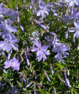 Phlox subulata 'Emerald Cushion Blue' (Vlambloem)