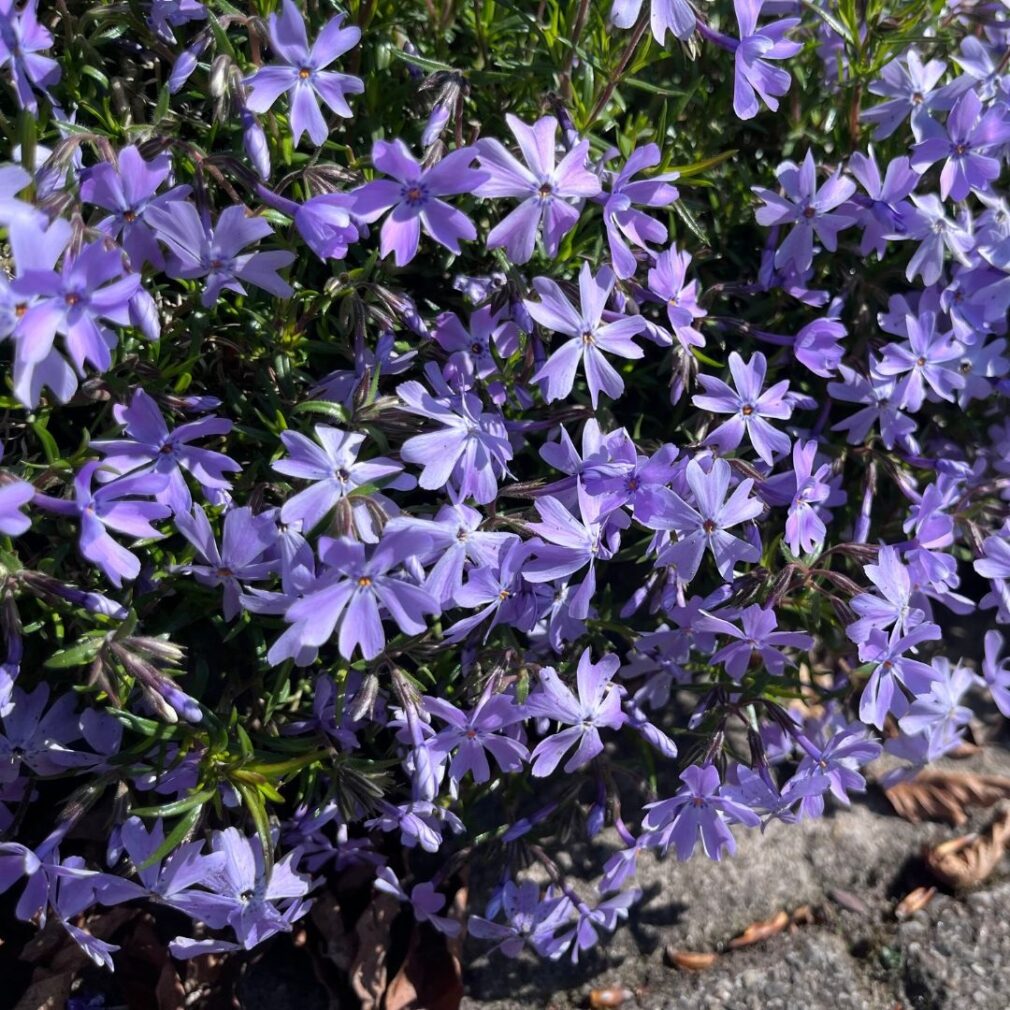 Phlox subulata 'Emerald Cushion Blue' (Vlambloem)