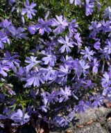 Phlox subulata 'Emerald Cushion Blue' (Vlambloem)