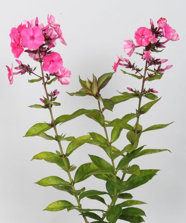 Phlox paniculata 'Tenor' (Vlambloem)