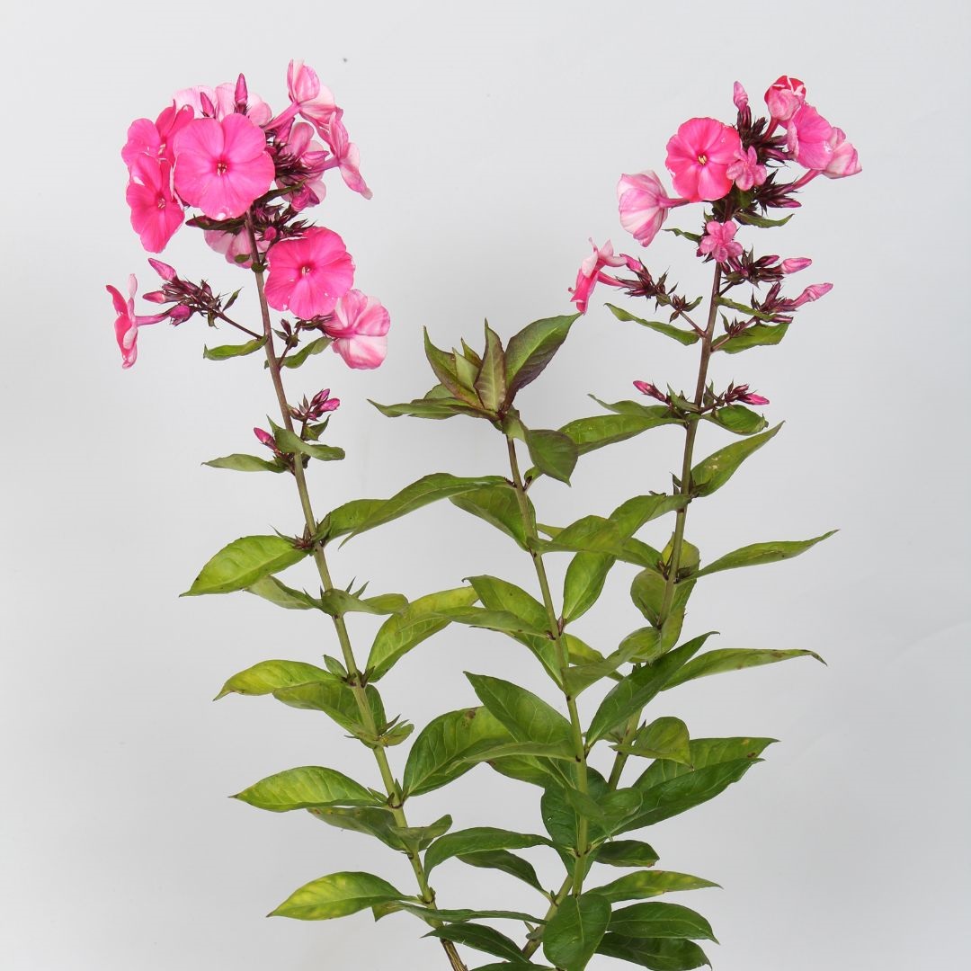 Phlox paniculata 'Tenor' (Vlambloem)