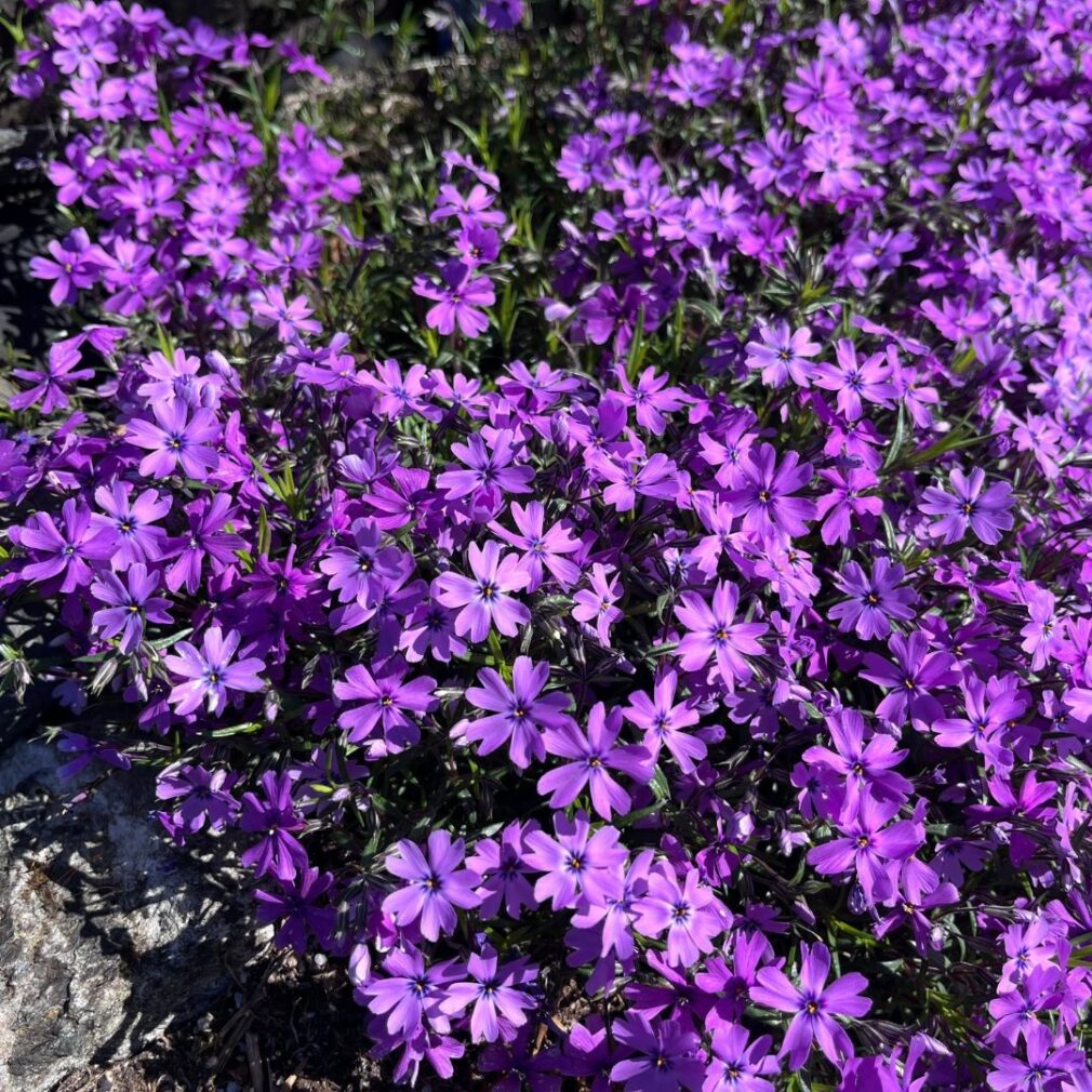 Phlox subulata 'Purple Beauty' (Vlambloem)