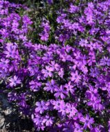 Phlox subulata 'Purple Beauty' (Vlambloem)