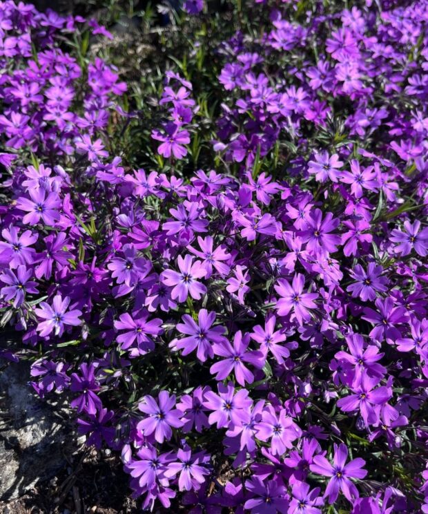 Phlox subulata 'Purple Beauty' (Vlambloem)