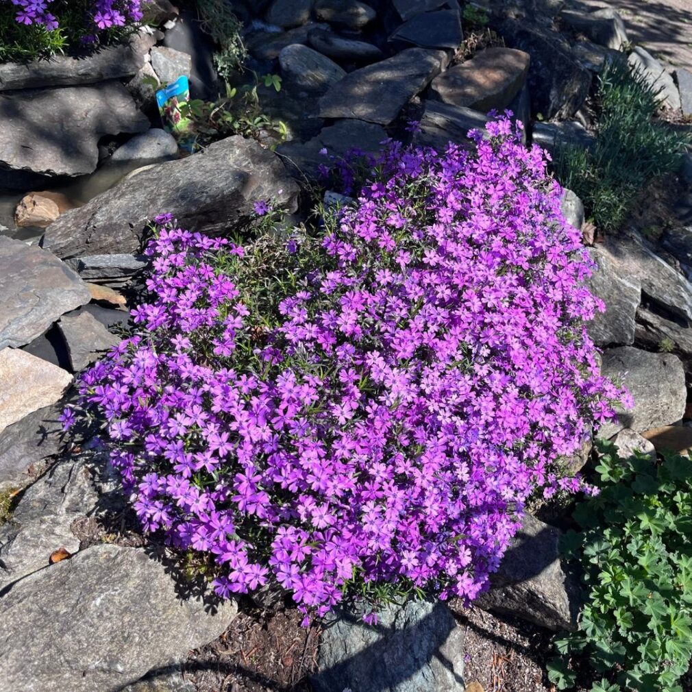 Phlox subulata 'Purple Beauty' (Vlambloem)