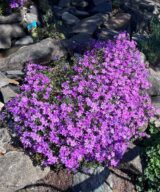Phlox subulata 'Purple Beauty' (Vlambloem)