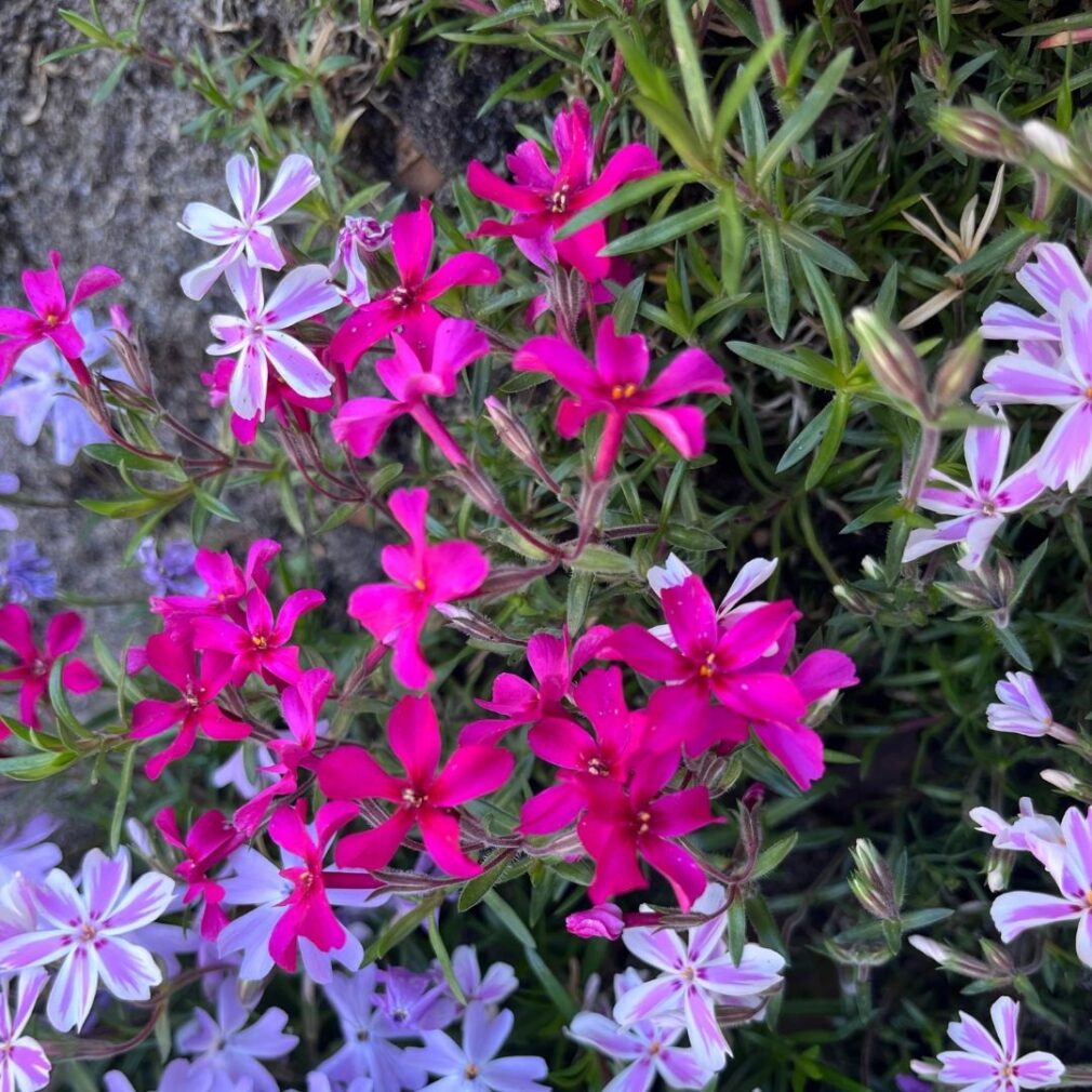 Phlox subulata 'Scarlet Flame' (Vlambloem)