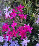 Phlox subulata 'Scarlet Flame' (Vlambloem)