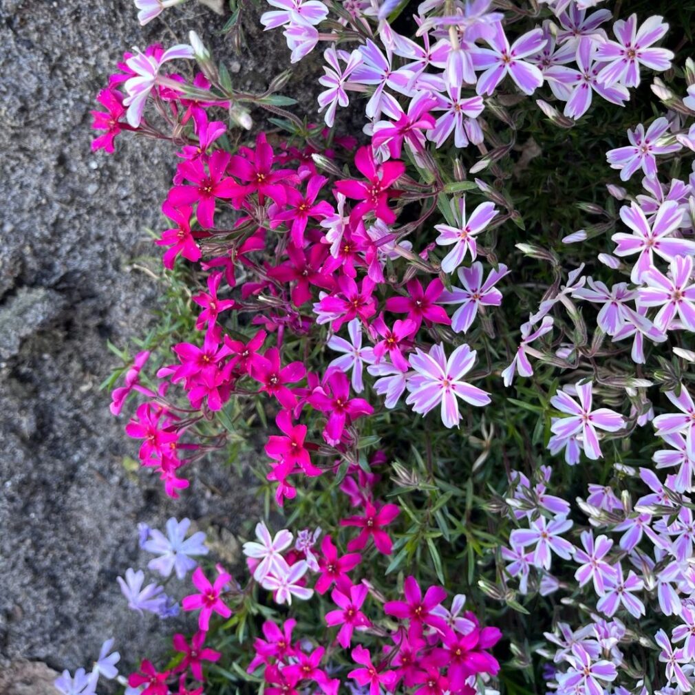 Phlox subulata 'Scarlet Flame' (Vlambloem)
