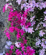 Phlox subulata 'Scarlet Flame' (Vlambloem)