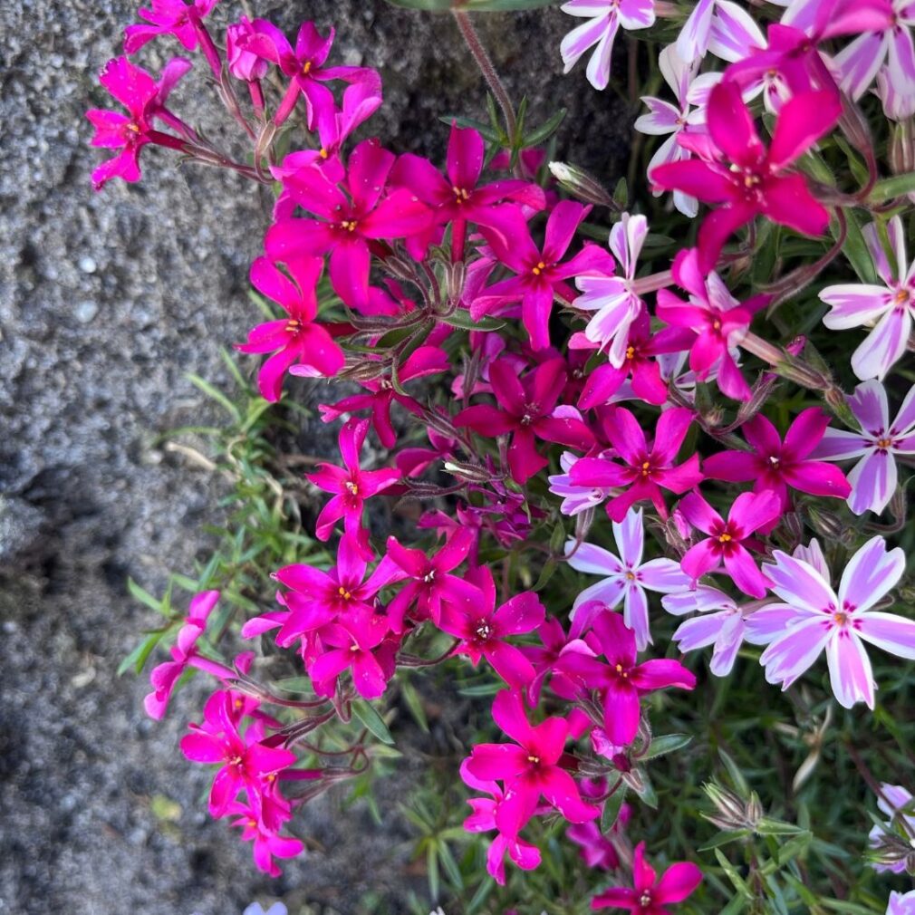Phlox subulata 'Scarlet Flame' (Vlambloem)