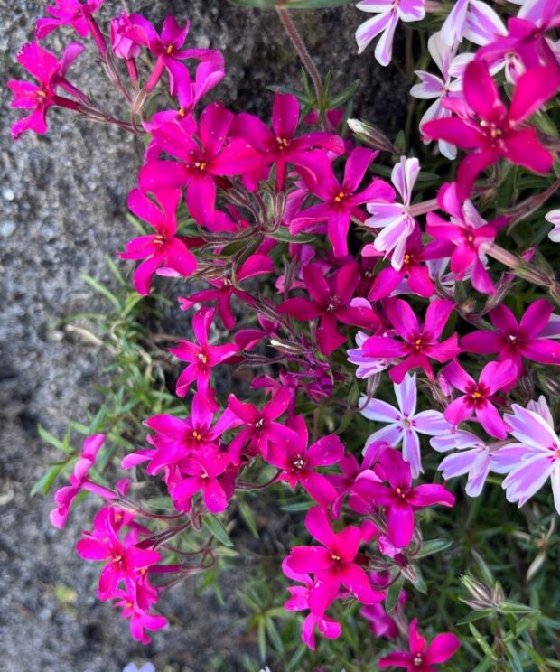 Phlox subulata 'Scarlet Flame' (Vlambloem)