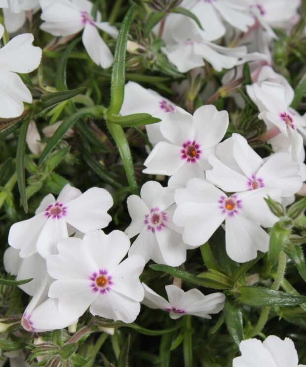 Phlox subulata 'Amazing Grace' (Vlambloem)