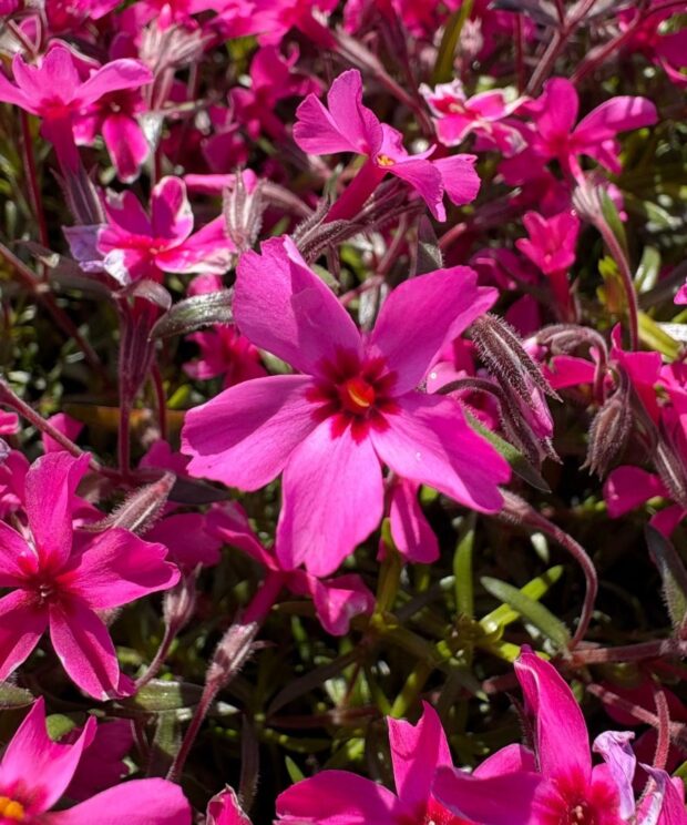 Phlox subulata 'Atropurpurea' (Vlambloem)