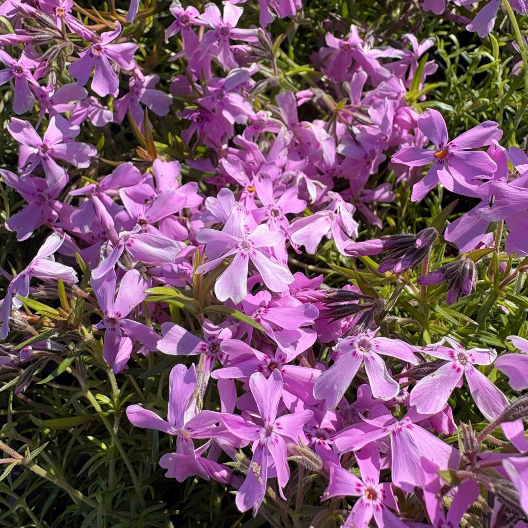 Phlox subulata 'Moerheimii' (Vlambloem)