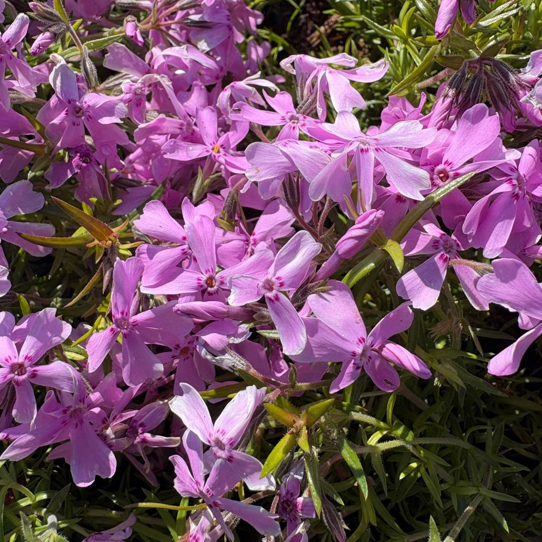 Phlox subulata 'Moerheimii' (Vlambloem)