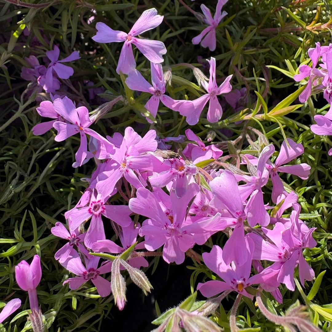 Phlox subulata 'Moerheimii' (Vlambloem)