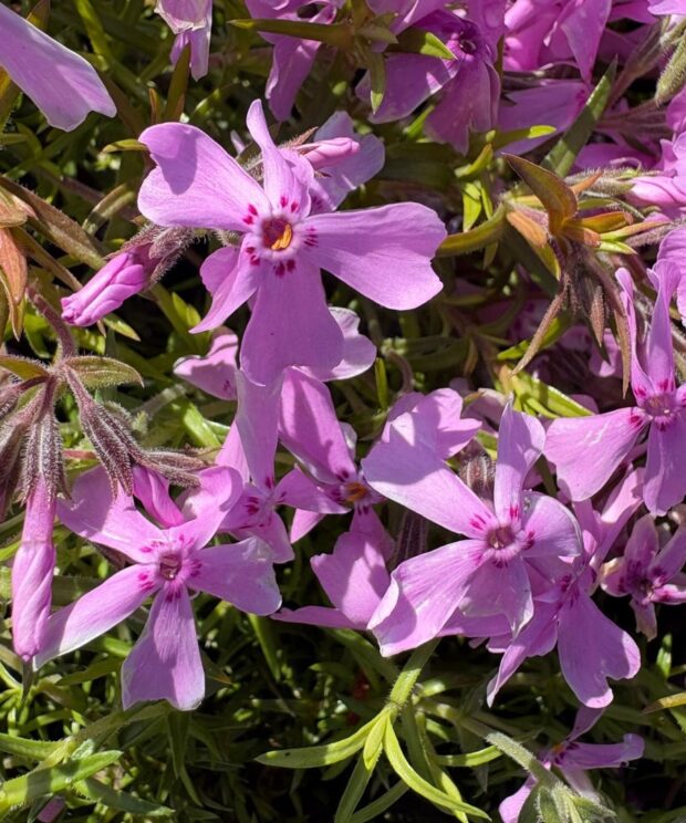 Phlox subulata 'Moerheimii' (Vlambloem)
