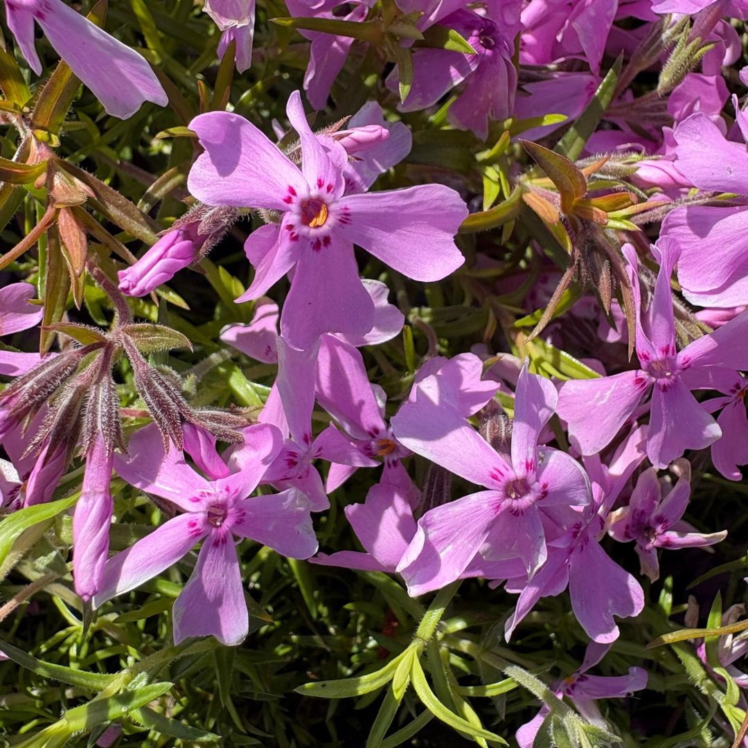 Phlox subulata 'Moerheimii' (Vlambloem)
