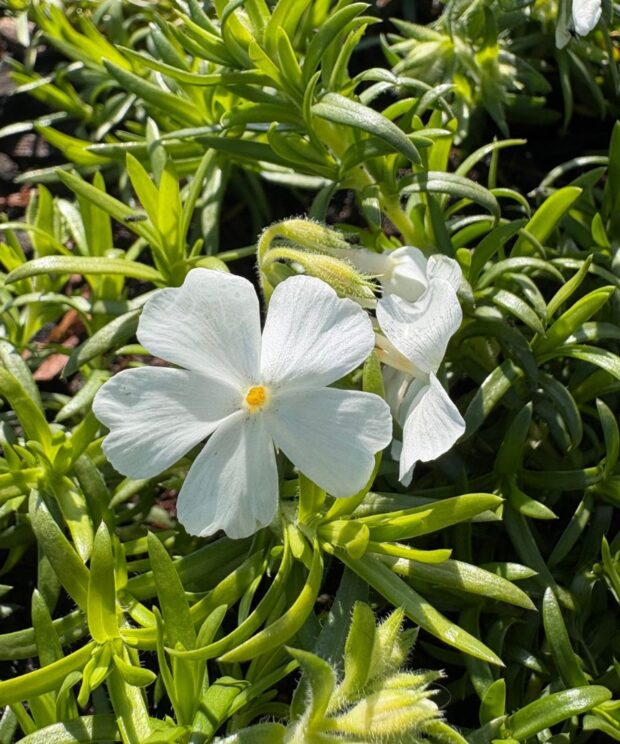 Phlox subulata 'White Delight' (Vlambloem)
