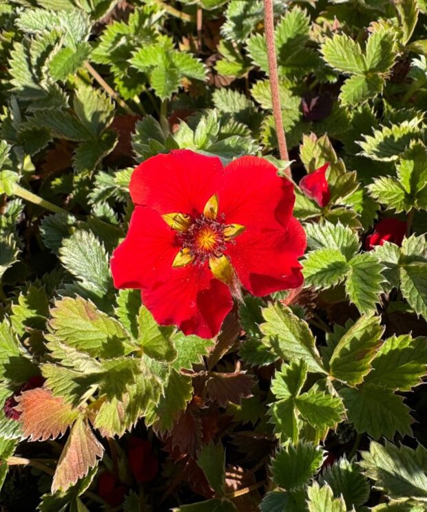 Potentilla atrosanguinea (Ganzerik)